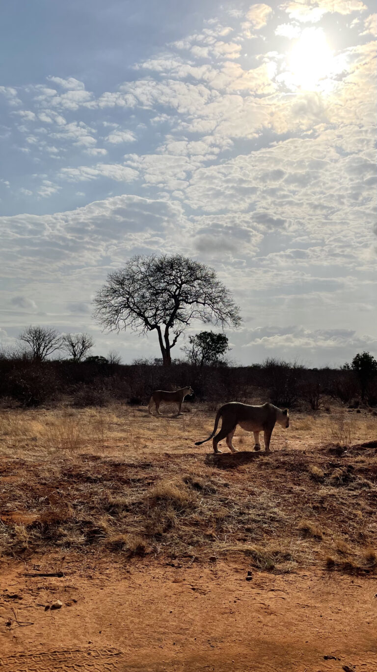 Kenia – Big Five en parelwitte stranden